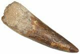 Fossil Spinosaurus Tooth - Real Dinosaur Tooth #373918-1